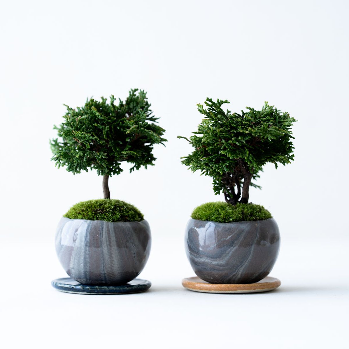 津山ヒノキ｜マーブルのうつわ【受け皿セット】